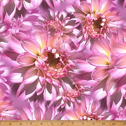 Hibiscus - Bloom